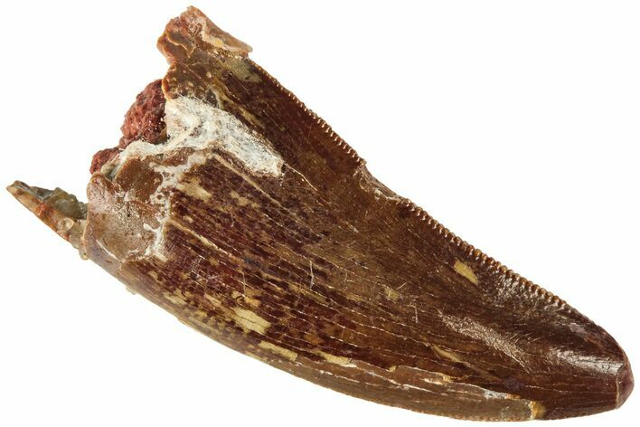 Serrated, Juvenile Carcharodontosaurus Tooth #214413